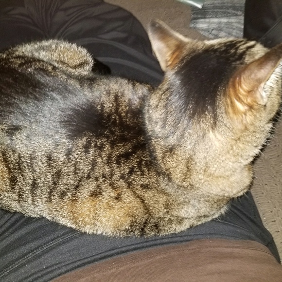 Meet your Posher, Dora - Picture 1 of 1